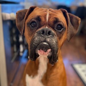 Meet your Posher, Shannon